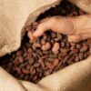Quality cocoa beans