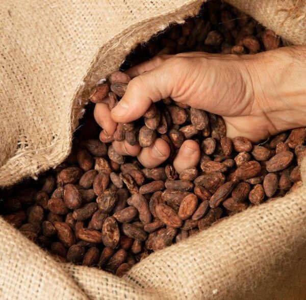 Quality cocoa beans
