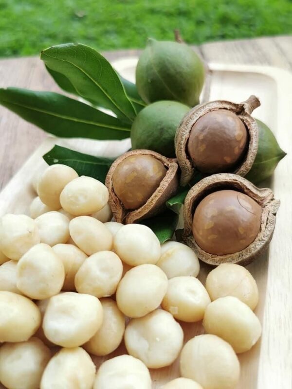Purchase Macadamia Nuts